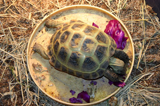 Illustration for article titled Keep Oppo Russian Tortoise